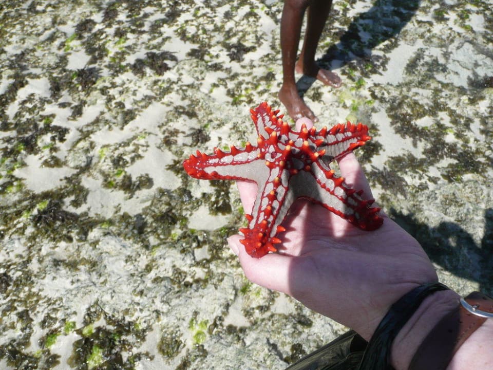 Seestern Hotel Southern Palms Beach Resort