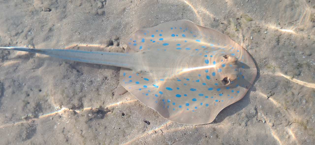 Sonstiges Stella Beach Resort & Spa Makadi Bay