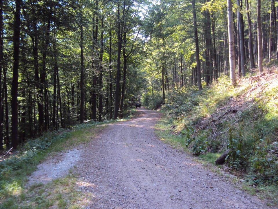 Kutschfahrt durch den Wald Ringberg Hotel