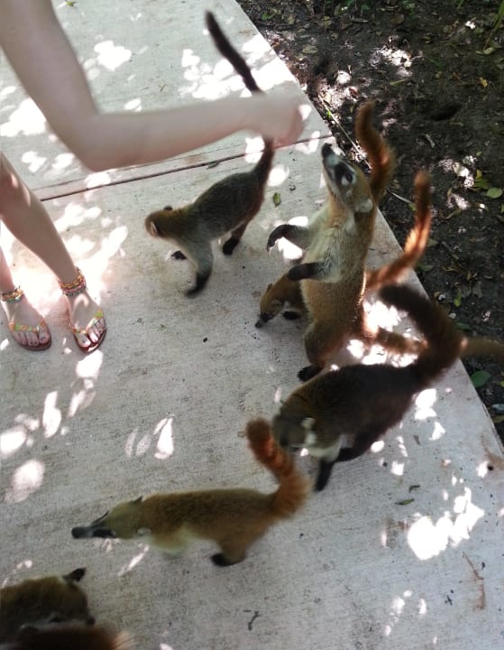 Coati Catalonia Playa Maroma