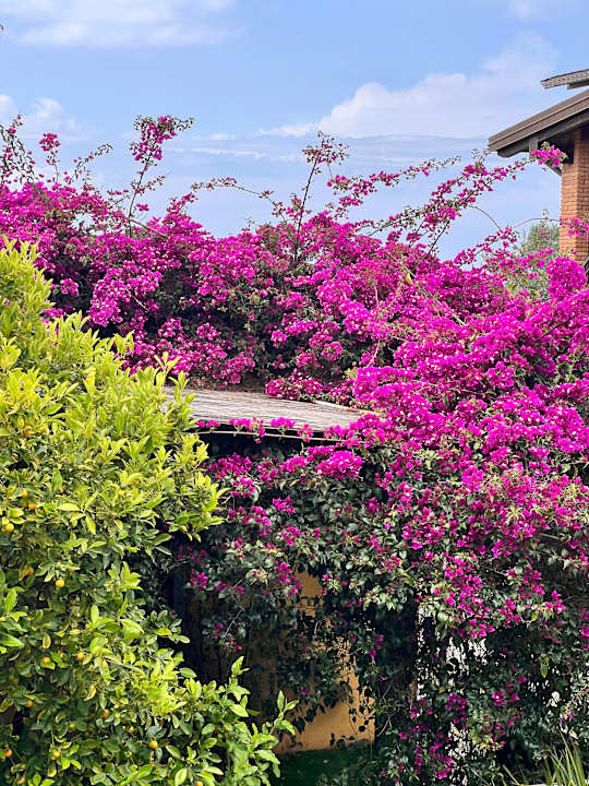 Gartenanlage Agriturismo Podere L'Agave