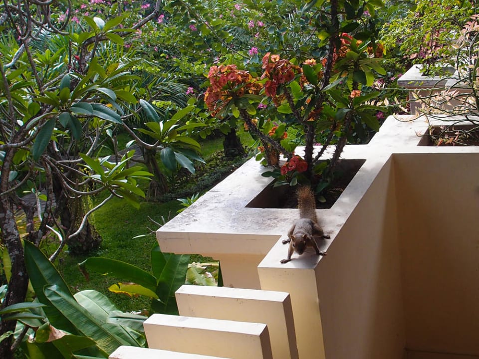 Hin und wieder bekam ich auch Besuch  Villa Shanti Beach