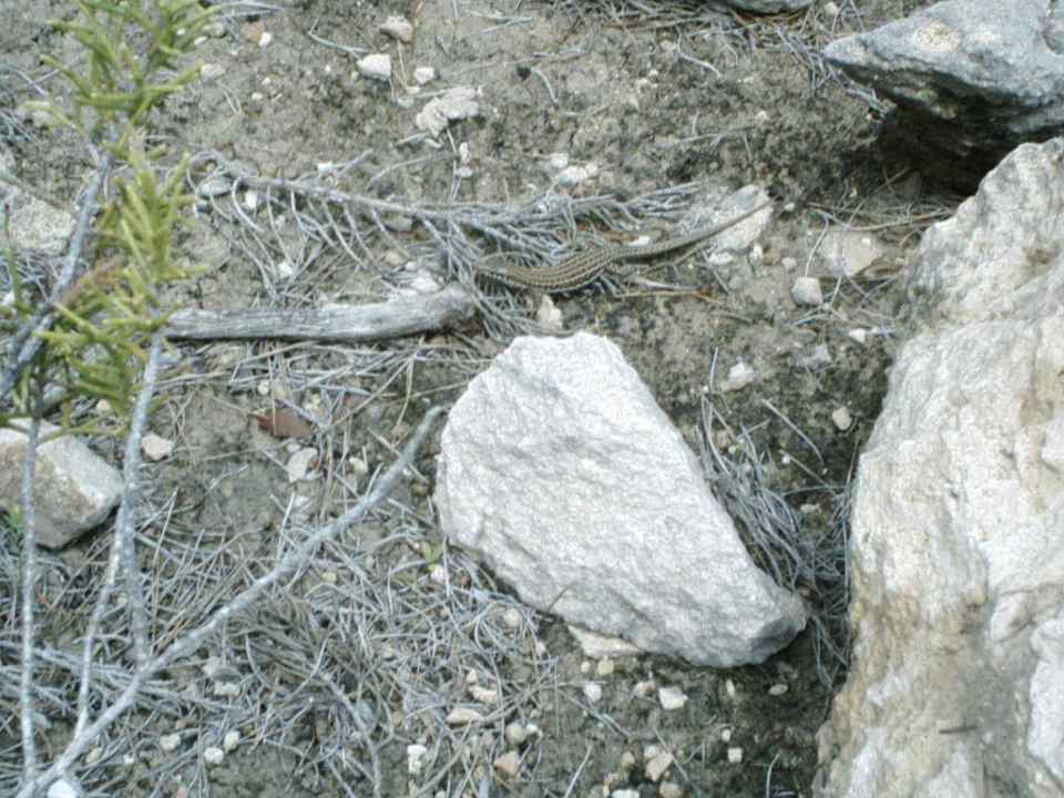 Süss Barceló Portinatx - Adults only