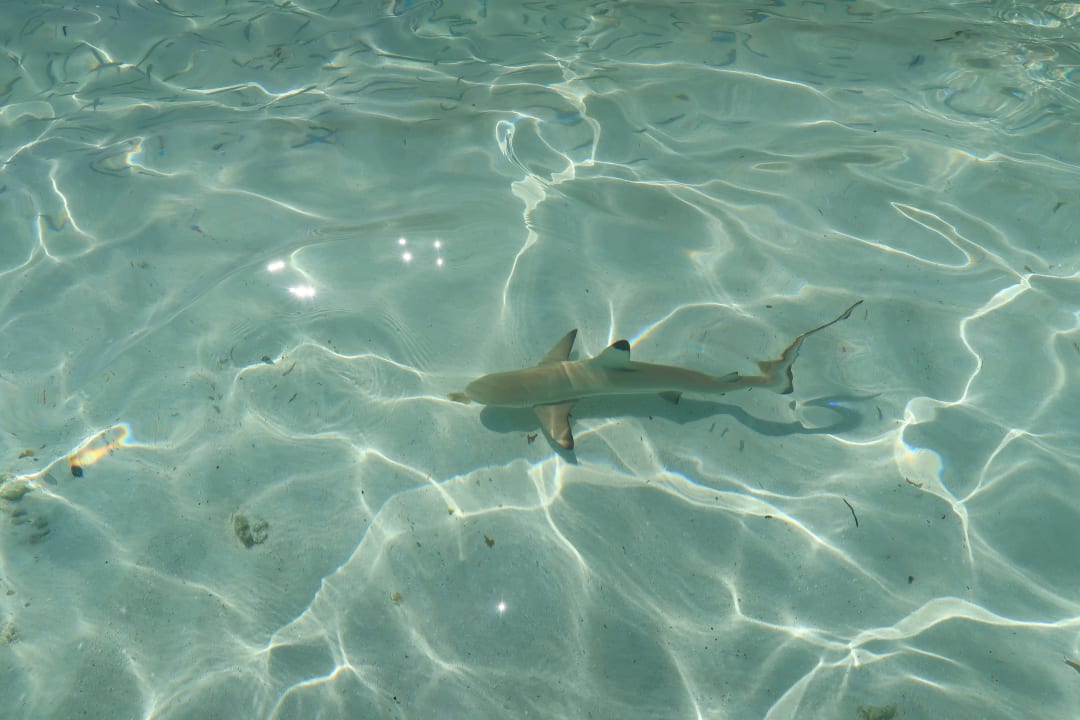 Strand NH Collection Maldives Havodda Resort