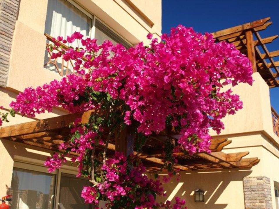 Bougainvillia Shams Prestige Abu Soma-Adults Only