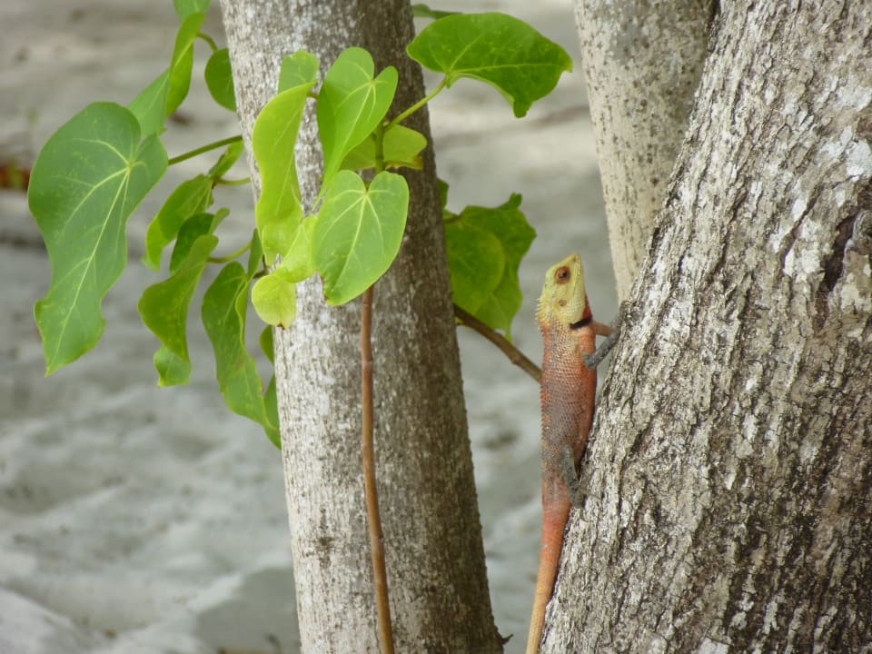 Gartenanlage Adaaran Select Meedhupparu Island Resort - Premium All Inclusive