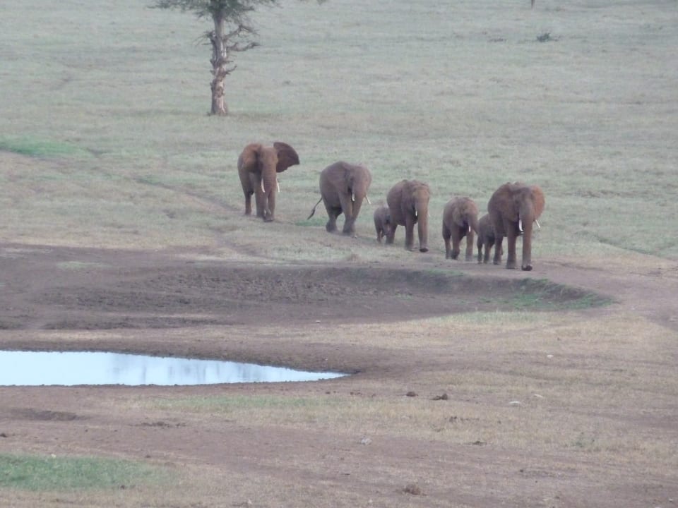 Elefantenfamilie zu Besuch am Wasserloch Taita Hills Safari Resort & Spa