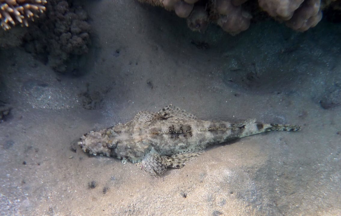 Krokodillsfisch Lahami Bay Beach Resort