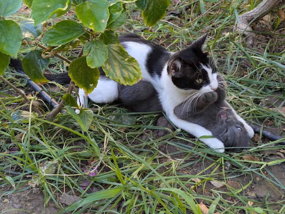 Gartenanlage Bodrum Park Resort