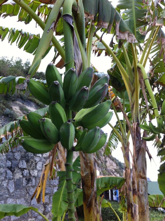 Unsere Bananenpalme auf der Terrasse Aldiana Club Rocca Nettuno Calabria