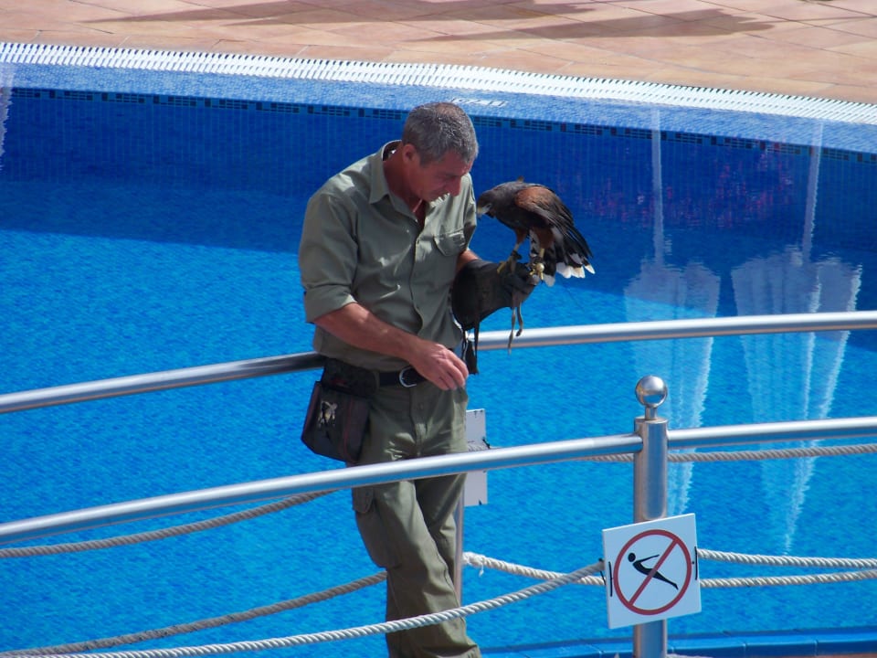Falkner zur Taubenjagd HOVIMA Jardin Caleta