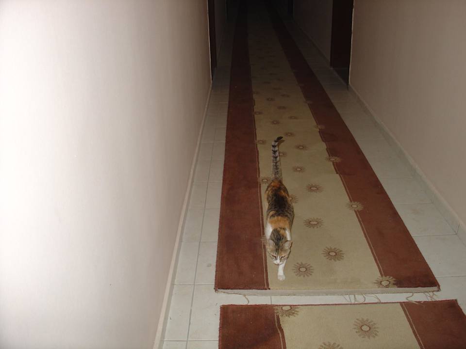 Flur hier machet es sich auch die ein oder andere  Hotel Angora