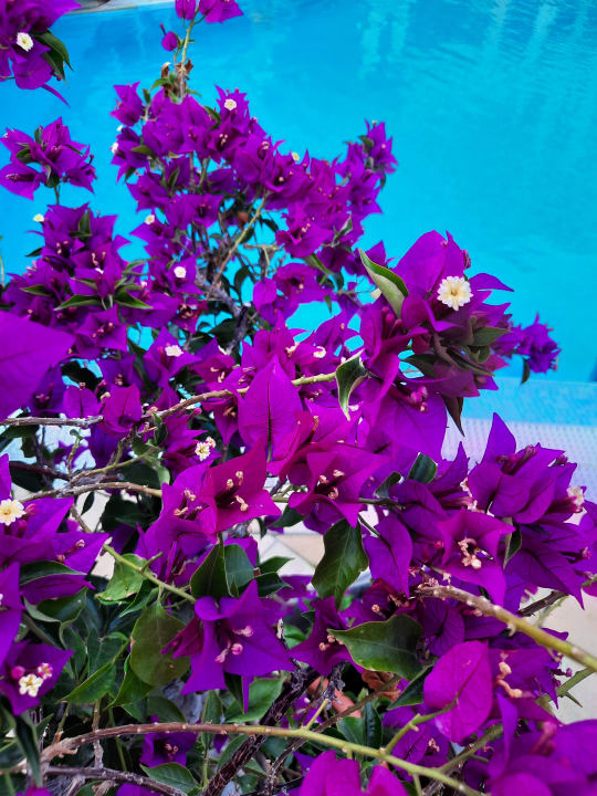Gartenanlage Sentido Neptun Beach