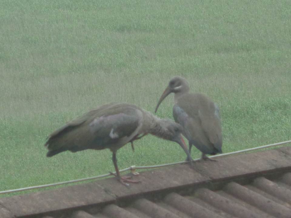 Ausblick Hotel Protea Karridene Beach