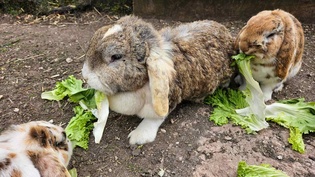 Gartenanlage Bauernhof Bognerlehen