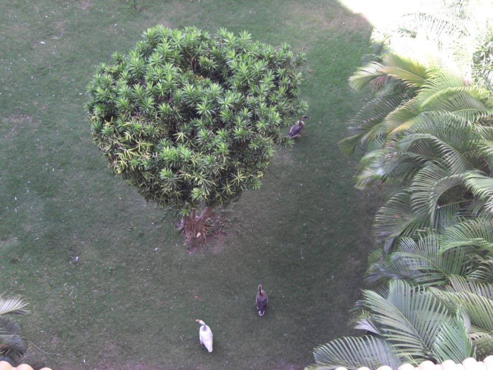 Garten Club Hotel Drago Park