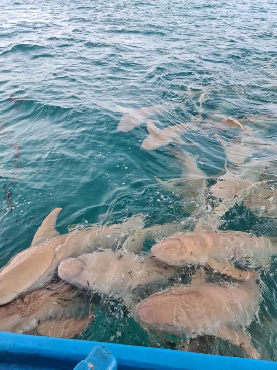 Sport & Freizeit Cinnamon Hakuraa Huraa Maldives