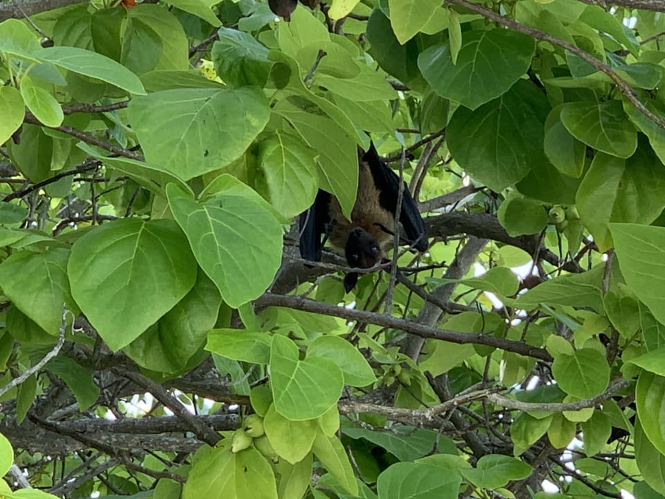 Strand Adaaran Select Meedhupparu Island Resort - Premium All Inclusive