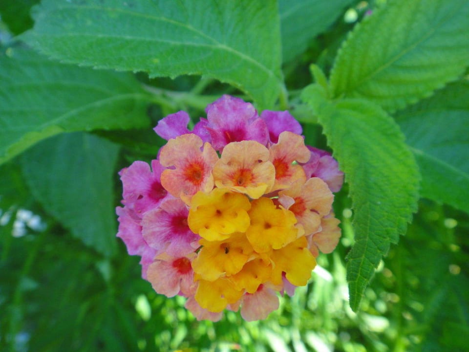 Цветы Arycanda Kirman Premium