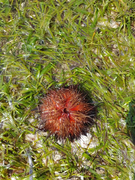 Gartenanlage Neptune Village Beach Resort & Spa