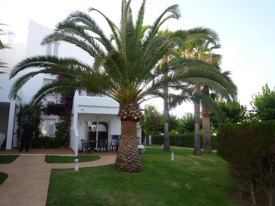 Palmen Grupotel Aldea Cala'n Bosch