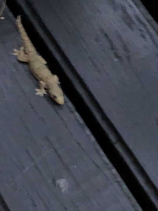 Sonstiges Moracea by Khao Lak Resort