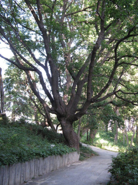 Schöner Baum vorm Restaurant HVD Riviera Beach