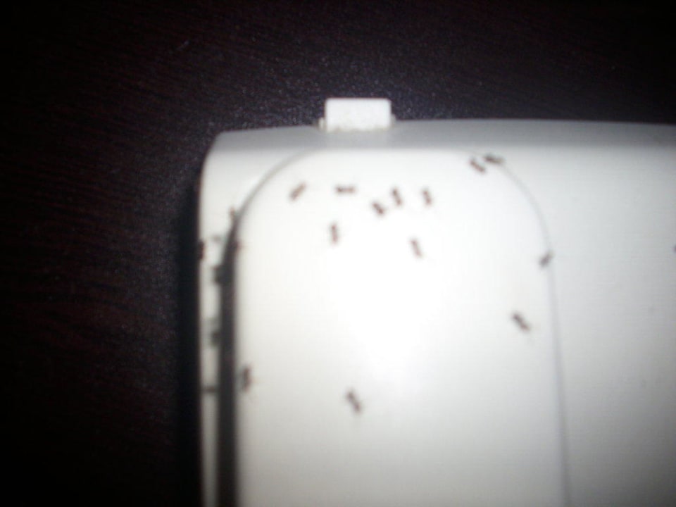 Ameisen Hotel Orfeus Park