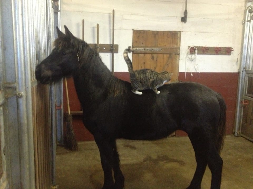 Friesenfohlen Ferienhof Lehbekwiese