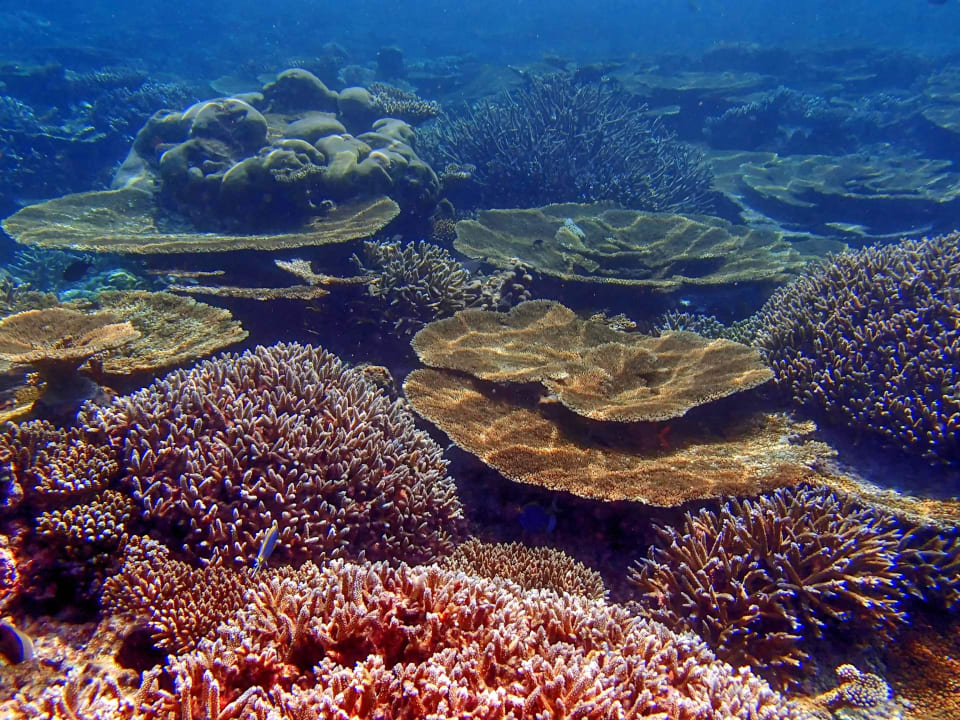 Korallen Gärten Diamonds Thudufushi