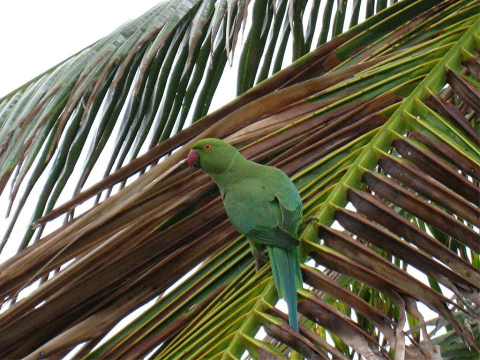 Papagei Summer Island Maldives