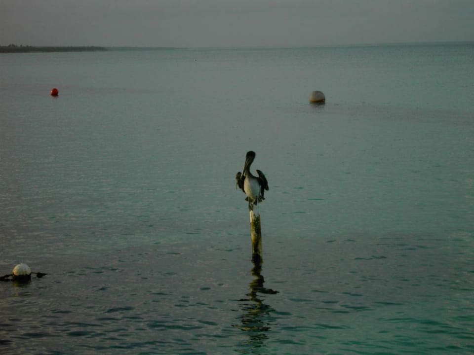 Tiervielfalt Iberostar Selection Hacienda Dominicus