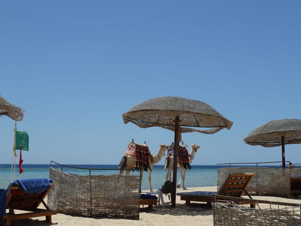 Strand Hotel Gorgonia Beach Resort