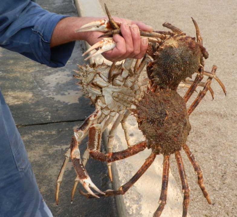 Gibt leckeren Spinnensalat Pension Augustino