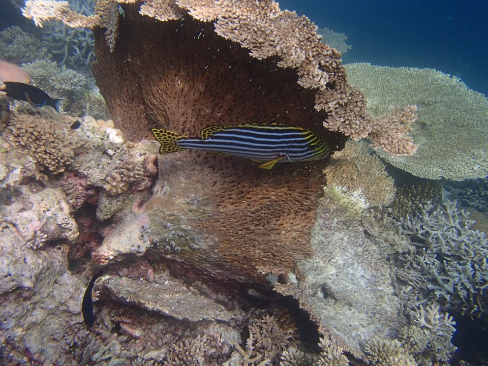 Schöne Hausriff ananea Diamonds Athuruga