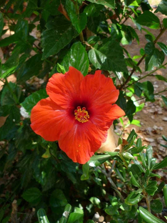 Blume des Tages Phãea Cretan Malia