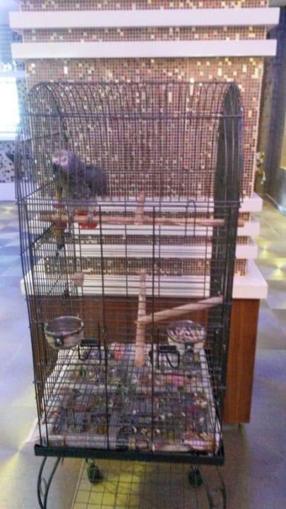 Papagei Jacob Hatipoglu Beach Hotel