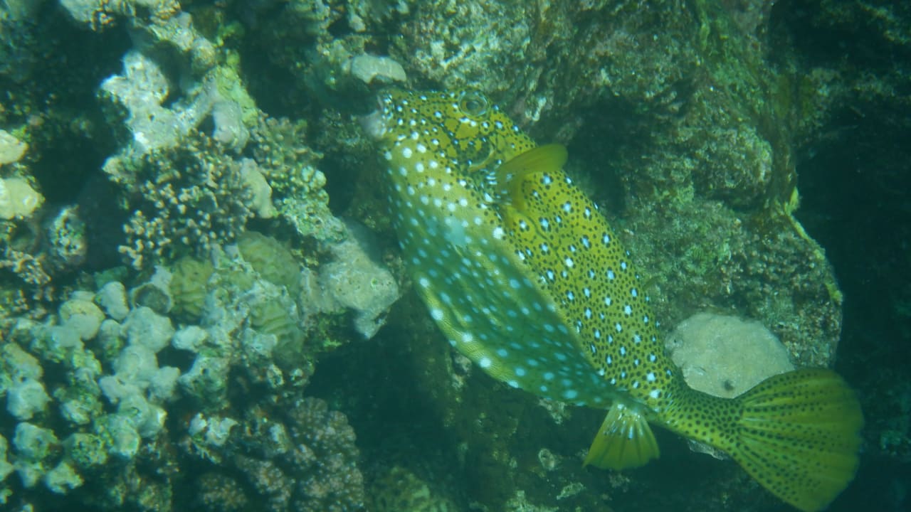 Sport & Freizeit Malikia Resort Abu Dabbab