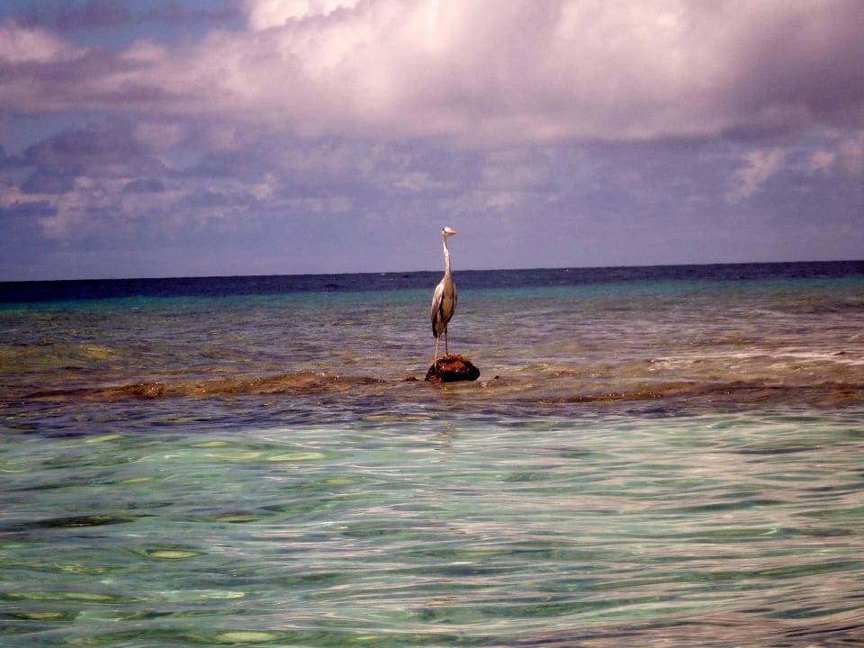 Reiher Kuramathi Maldives