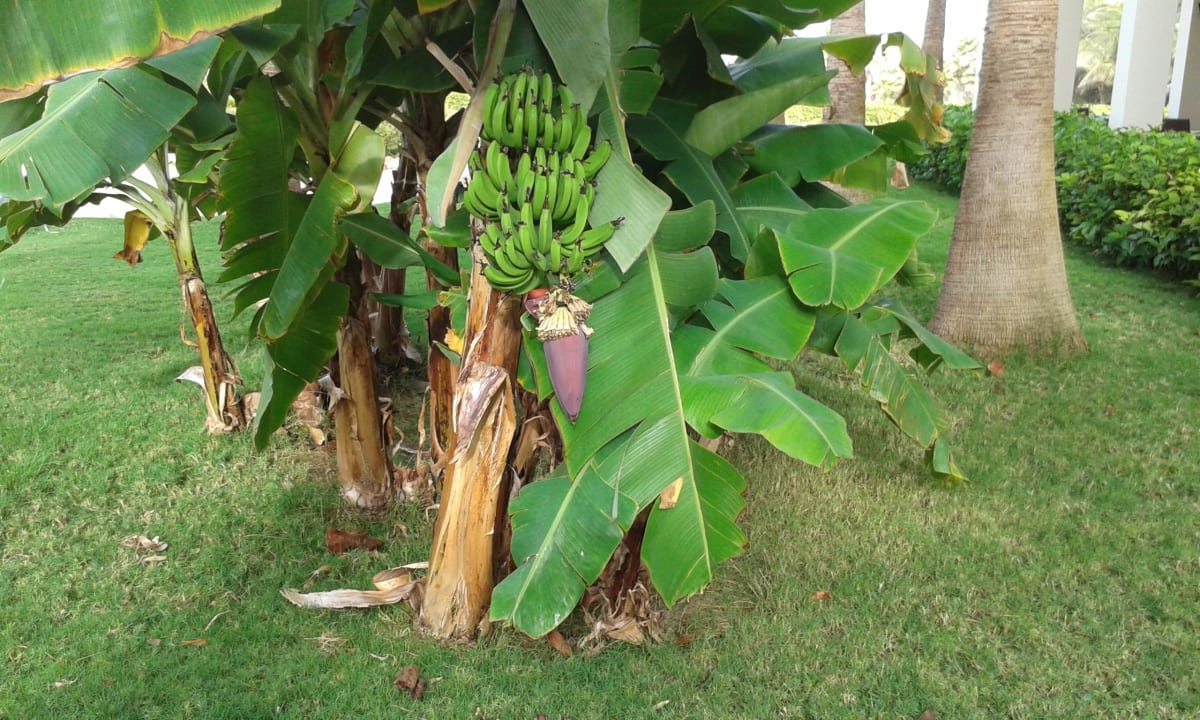 Bananen wachsen im Garten  Hotel Riu Karamboa