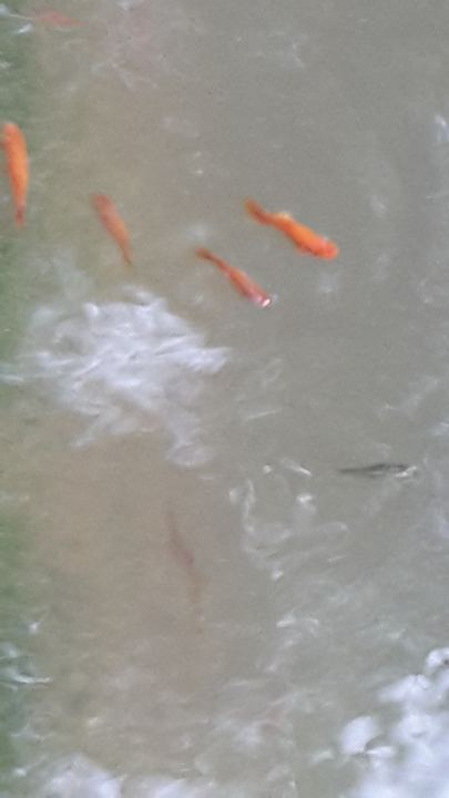 Gartenanlage Hotel The Cottage