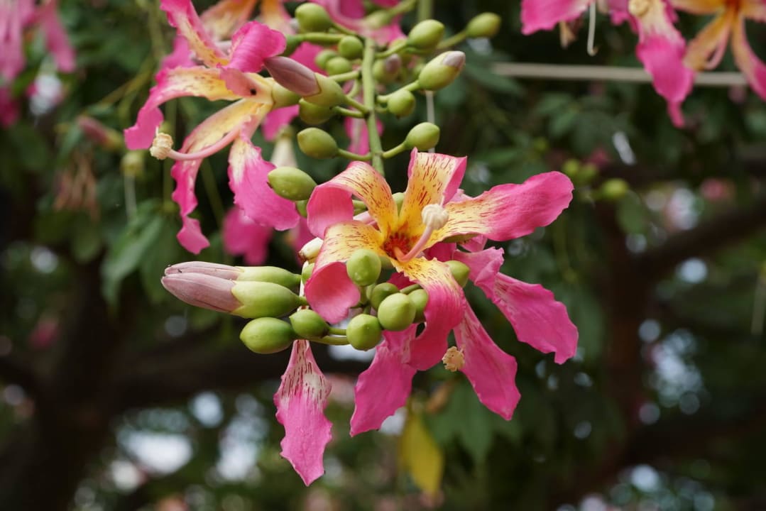 Baum Blumen L'Oceanica Beach Resort