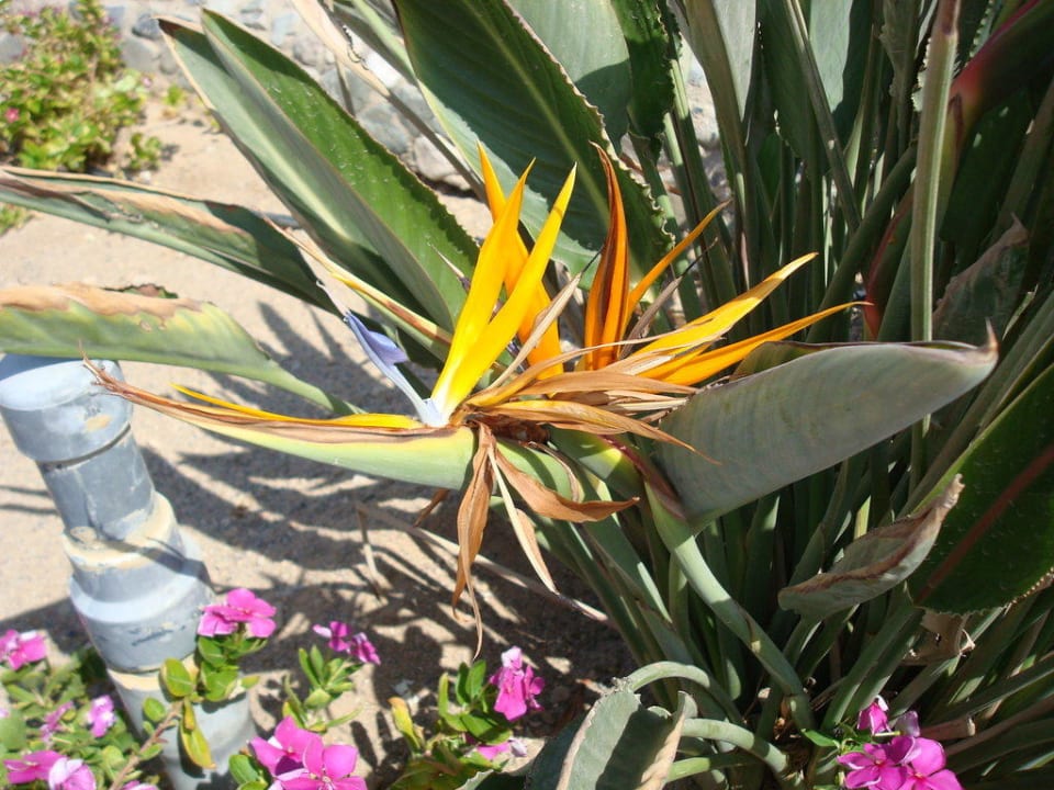 Blumen im Aquapark Sentido Akassia Beach