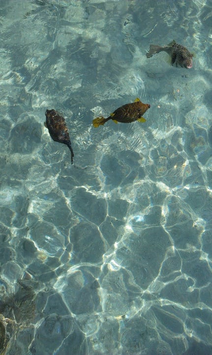 Fische vor dem Riff Stella Beach Resort & Spa Makadi Bay