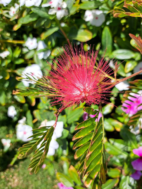 Gartenanlage Shams Prestige Abu Soma-Adults Only