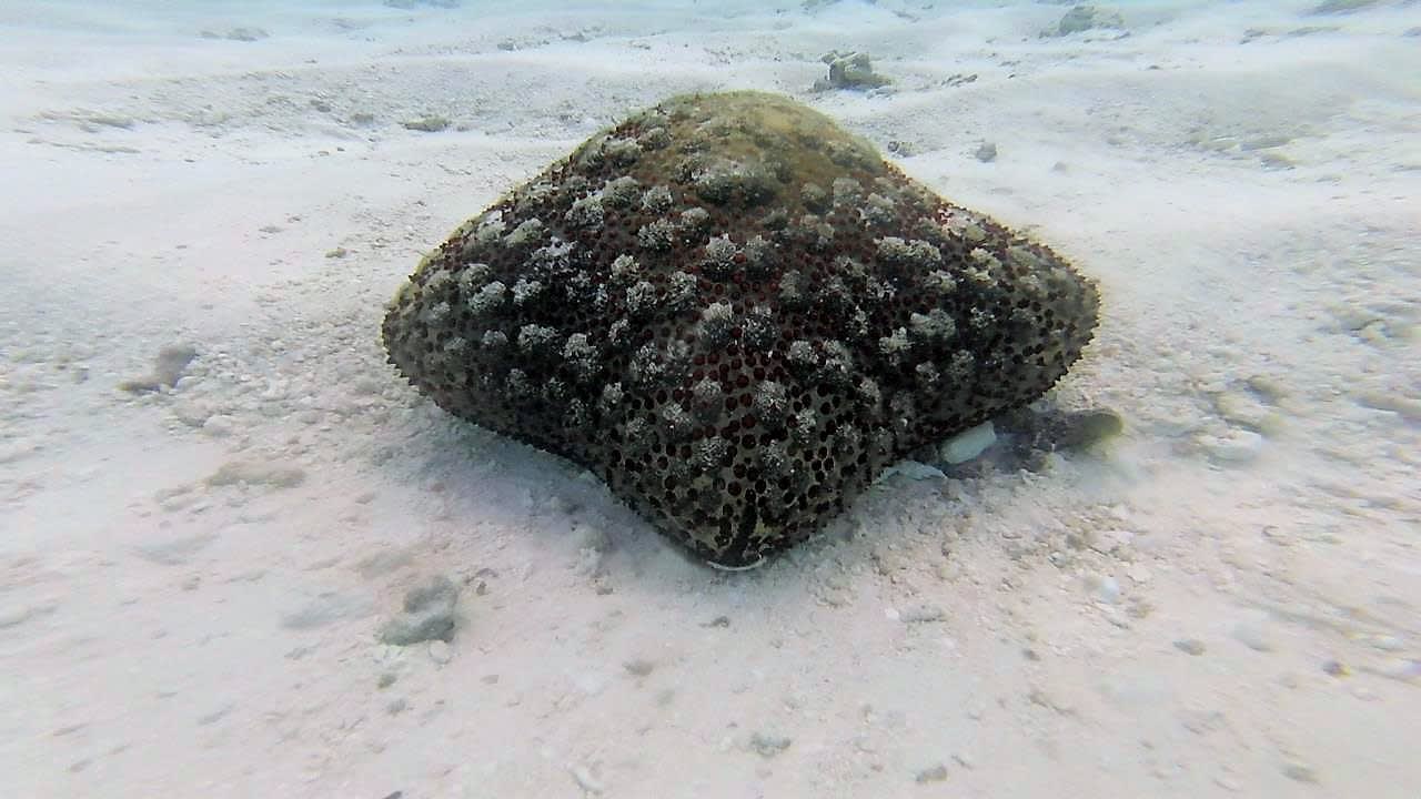 Strand Summer Island Maldives