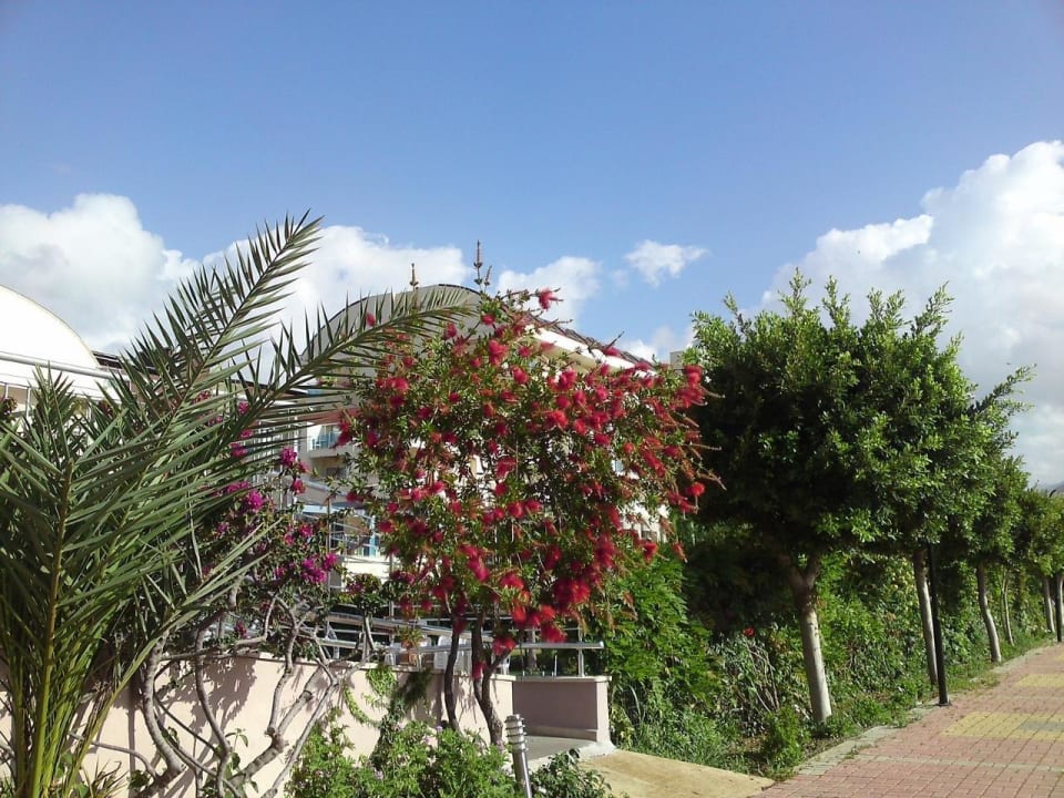 Seiteneingang Telatiye Resort