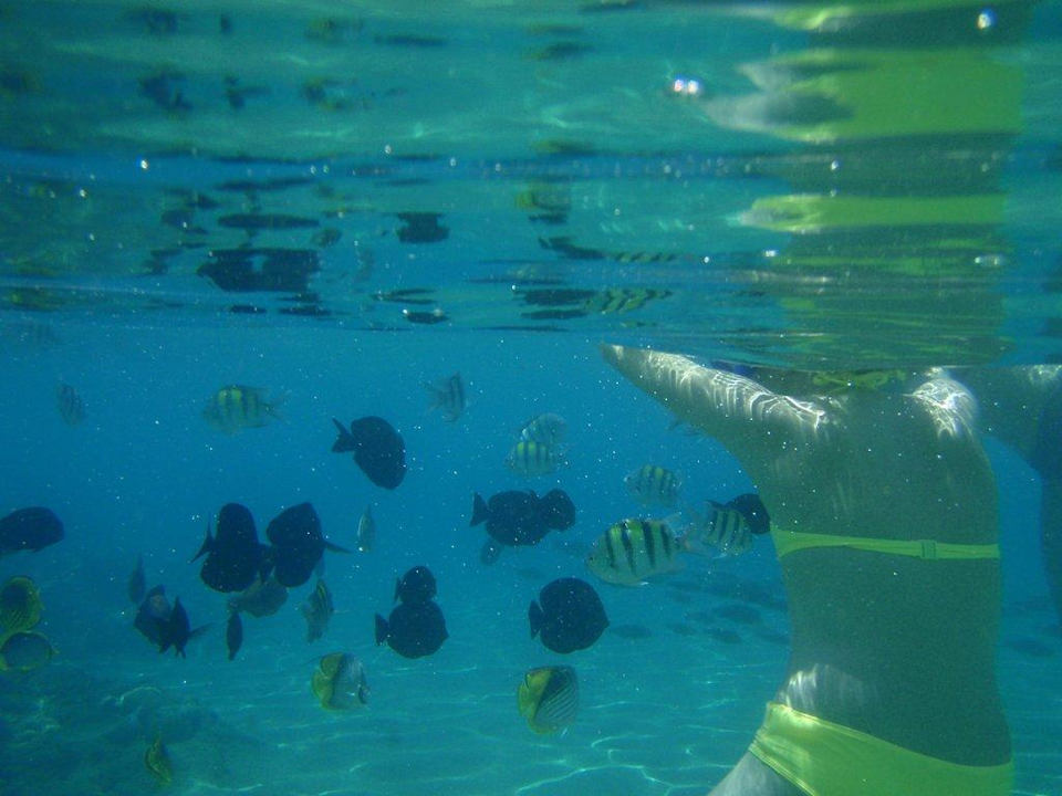 Unterwasserwelt Ghazala Gardens