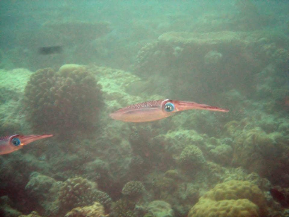 Banyan Tree, Vabbinfaru, schnorcheln am Hausriff Banyan Tree Vabbinfaru