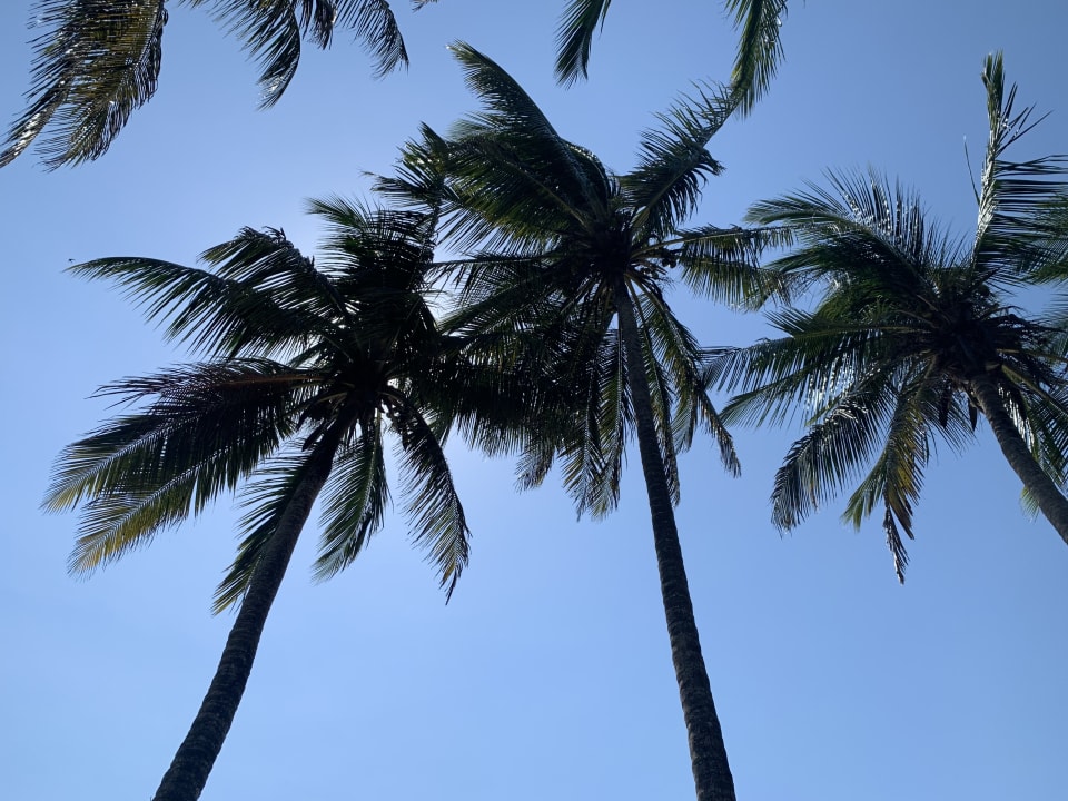 Gartenanlage Neptune Village Beach Resort & Spa